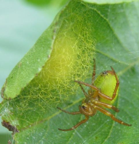 Araniella inconspicua